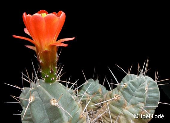 Echinocereus triglochidiatus v. HK1297 JLcoll.1288